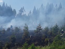 Požár lesního porostu na Sokolovsku