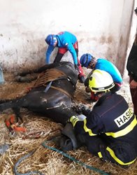 Záchrana koně trvala více než čtyři hodiny a byla velmi náročná