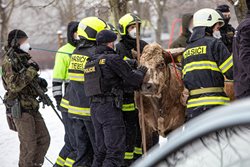 Krávy na útěku, v Hradci Králové je odchytávali hasiči a policisté