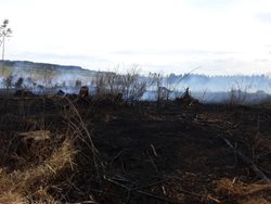 Šest jednotek hasičů likvidovalo požár v lese u Věžné
