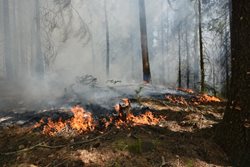 Požár lesa v katastru obce Chřenovice likvidovalo osm jednotek hasičů