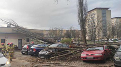 Bouřky v Polsku. Stromy padaly na auta