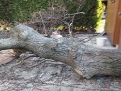 Muže na Vsetínsku zranil strom v zahradě rodinného domu. Do nemocnice ho transportoval vrtulník.