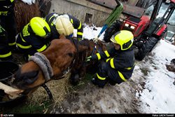 Hasiči v Ostravě pomáhali se zvednutím koně, jejich síť nakonec nebyla potřeba