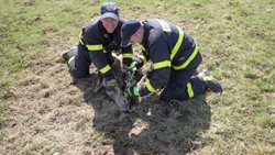 Těšínští hasiči zachraňovali dva srnce z elektrického ohradníku