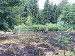 Požár lesních školek zaměstnal 9 jednotek hasičů