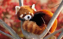 Panda červená svým útěkem v ZOO Olomouc potrápila nejen zasahující hasiče