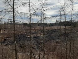 U Dobroutova na Jihlavsku hořelo v lese