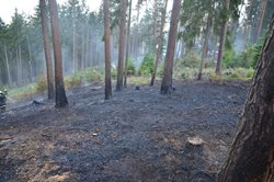 Požár lesa u Úhonic v okrese Praha - západ 