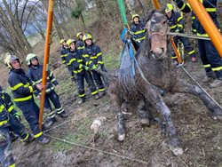 Hasiči zachránili na Novojičínsku stárnoucí klisnu z bahna a vody, kůň přežil
