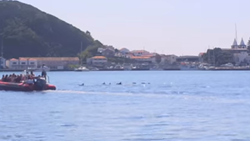 Delfíni překvapují turisty