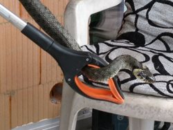 Hasiči v Holýšově odchytli hada, který se vyhříval na terase rodinného domu