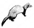 depositphotos_67084651-stock-illustration-drawing-of-ferret-illustration.jpg