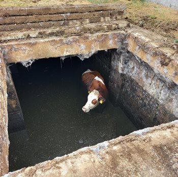 Dramatická záchrana krávy z jímky. Hasiči nasadili jeřáb