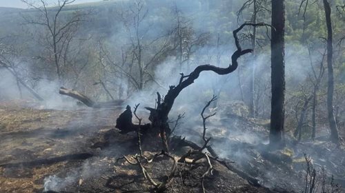 Rozsáhlý požár lesa zaměstnal desítky hasičů