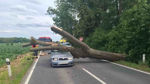 Strom se zřítil přímo na projíždějící auto. Řidič skončil v péči záchranářů