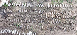 Ekologická katastrofa: Zoufalí rybáři sbírají stovky mrtvých ryb z řeky