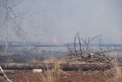 Požár 18 hektarů lesního porostu na Bruntálsku zaměstnal hasiče na 9 hodin