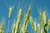 wheat-1235854_640.jpg wheat-1235854_640.jpg
