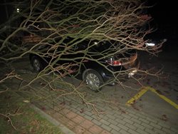 Ve Zlínském kraji vítr v neděli ve většině případů vyvracel stromy. 