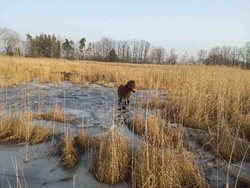 Hasiči zachraňovali hříbě uvězněné v ledové laguně