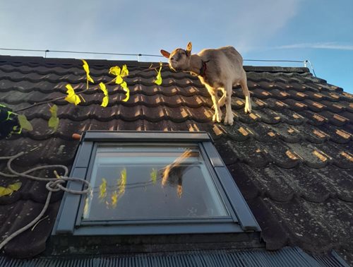 Koza na střeše: Hasiči řešili netradiční záchranu zvířete