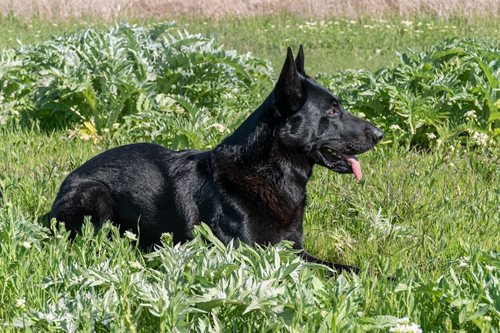 Ukrýval se v lese, ale policejní pes Willy ho našel během několika minut