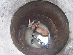 Hasiči zachraňovali srnu, která spadla do studny hluboké 4 metry.