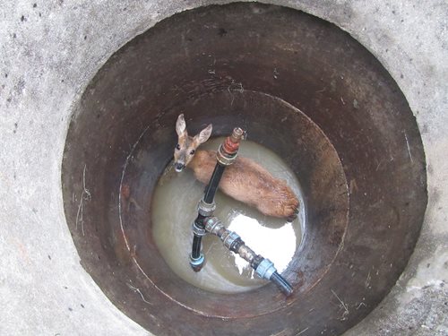 Hasiči zachraňovali srnu, která spadla do studny hluboké 4 metry.