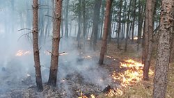 Rozsáhlý požár lesa nedaleko železniční trati u Pňovan