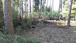 Požár lesa v Litošicích na Přeloučsku