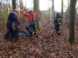 Zatoulaného kocoura zachránil ze stromu hasič-lezec
