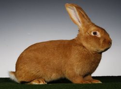 Ostravští hasiči zachraňovali králíka z větracího otvoru