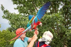 V Horních Domaslavicích hasiči sundávali papouška z vysokého dubu, půlroční Nela se utrhla z provázku