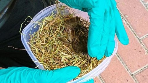 Rorýs uvízl ve větrací mřížce domu. Hasiči ho bezpečně vysvobodili