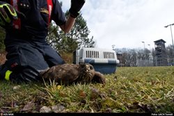 Porubští hasiči opět zachraňovali krásného ptáka – tentokrát zesláblé káně