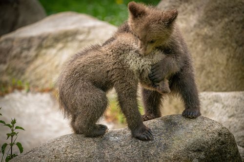 Osiřelá medvíďata dostala jména. K Ladě a Vesně se přidala také Zora