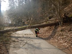 Vyvrácená borovice blokovala v Táboře místní komunikaci