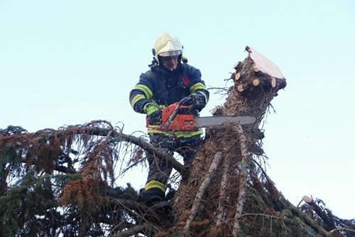 Spadlé stromy v Ústeckém kraji