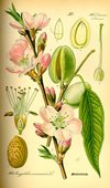 258px-Illustration_Prunus_dulcis0-(1).jpg