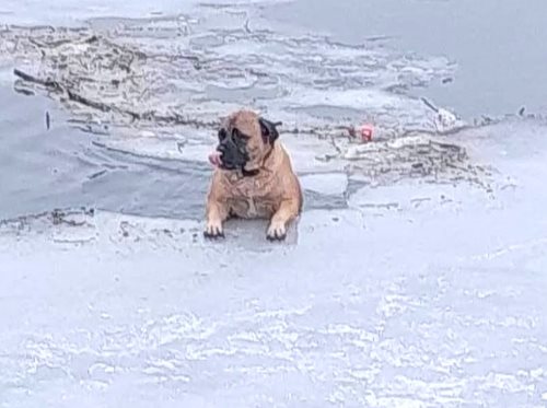 Hasiči včasným zásahem zachránili dva psy z ledové vody