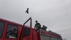 V Malíkově nad Nežárkou se zamotala do drátů kachna