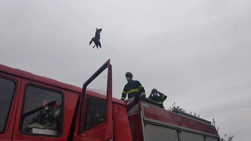 V Malíkově nad Nežárkou se zamotala do drátů kachna