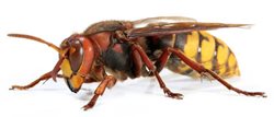Nebezpečný hmyz a jeho likvidace
