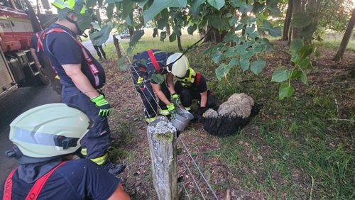 Dva netradiční zásahy během jednoho dne. Hasiči pomohli ovci i uvězněnému ptáčeti
