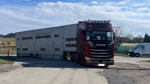 Nebezpečná přeprava skotu odhalena policií