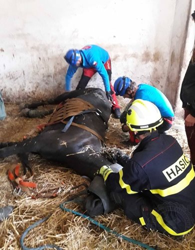 Záchrana koně trvala více než čtyři hodiny a byla velmi náročná