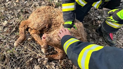 Bezbranné telátko uvízlo v rybníku