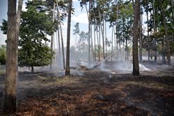 Jednotky z druhého stupně hasily požár lesa u Nelahozevsi na Mělnicku
