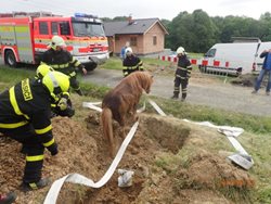 Hasiči zachraňovali v Sedlišti poníka, uvězněného v úzkém výkopu